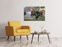 Lade das Bild in den Galerie-Viewer, Leinwandbild Verliebt in Kitten
