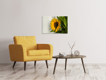 Lade das Bild in den Galerie-Viewer, Leinwandbild Schöne Sonnenblume
