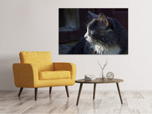 Lade das Bild in den Galerie-Viewer, Leinwandbild Katzenkopf XL
