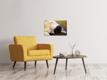 Lade das Bild in den Galerie-Viewer, Leinwandbild Kuschelige Katze
