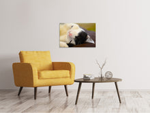 Lade das Bild in den Galerie-Viewer, Leinwandbild Kuschelige Katze
