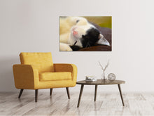 Lade das Bild in den Galerie-Viewer, Leinwandbild Kuschelige Katze
