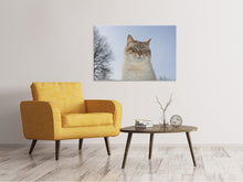 Lade das Bild in den Galerie-Viewer, Leinwandbild Entspannte Katze in der Natur
