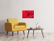 Lade das Bild in den Galerie-Viewer, Leinwandbild Rote Rose im Morgentau
