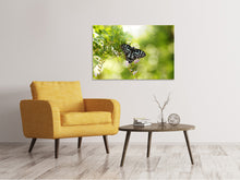 Lade das Bild in den Galerie-Viewer, Leinwandbild Papilio Schmetterling XXL
