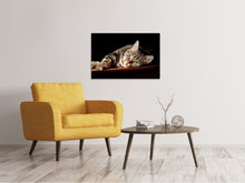 Lade das Bild in den Galerie-Viewer, Leinwandbild Entspannte Katze
