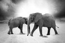 Lade das Bild in den Galerie-Viewer, Fototapete 2 Elefanten sw
