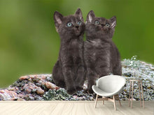 Lade das Bild in den Galerie-Viewer, Fototapete 2 schwarze Katzenbabys
