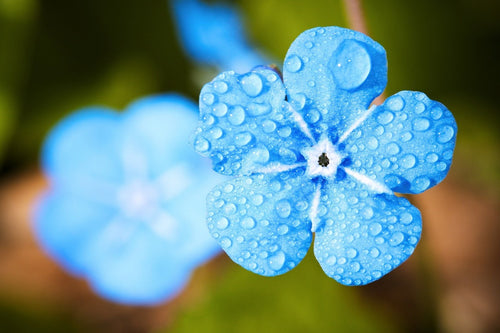 Fototapete Blaue Blume mit Morgentau