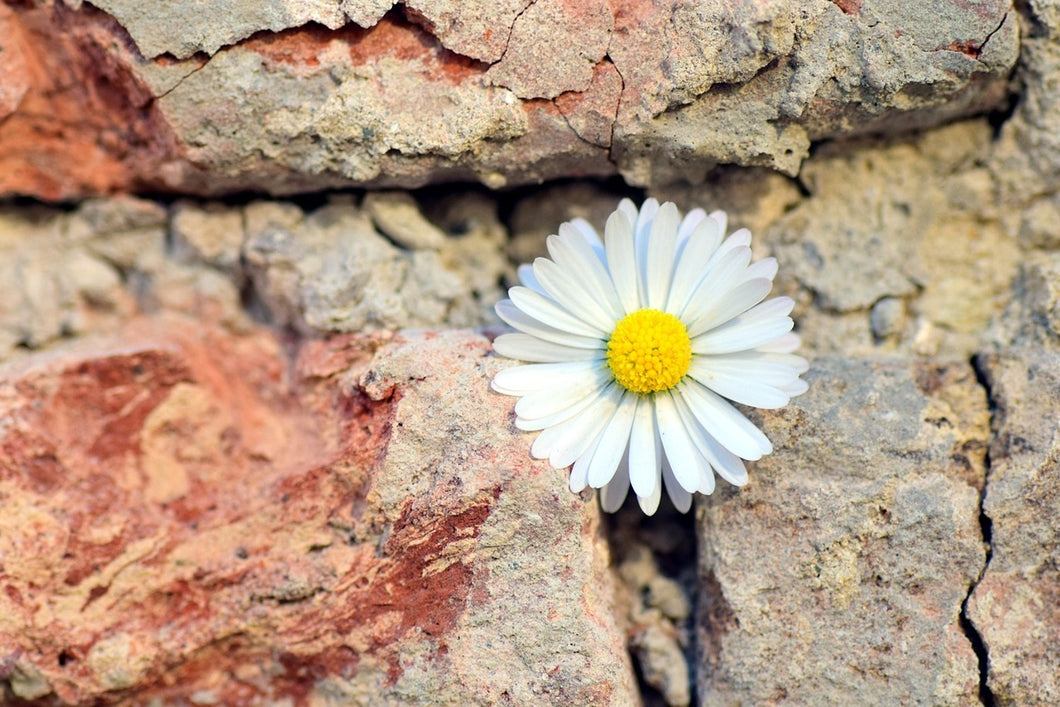 Fototapete Blume in der Wand