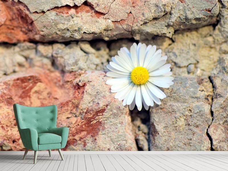 Fototapete Blume in der Wand  Jetzt online bestellen – livingcasa