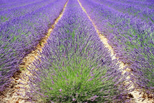 Lade das Bild in den Galerie-Viewer, Fototapete Das Lavendel Feld
