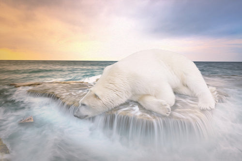 Fototapete Der Eisbär und das Meer