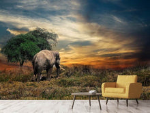 Lade das Bild in den Galerie-Viewer, Fototapete Der Elefant im Sonnenuntergang
