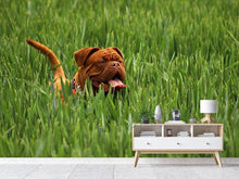 Lade das Bild in den Galerie-Viewer, Fototapete Der Mastiff im Gras
