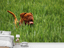 Lade das Bild in den Galerie-Viewer, Fototapete Der Mastiff im Gras
