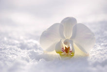 Lade das Bild in den Galerie-Viewer, Fototapete Die Orchideen Blüte
