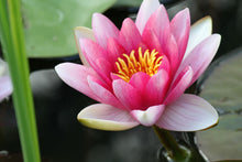 Lade das Bild in den Galerie-Viewer, Fototapete Die Seerose in pink
