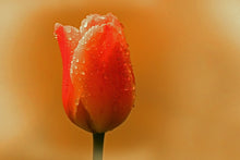 Lade das Bild in den Galerie-Viewer, Fototapete Eine Tulpe im Morgentau
