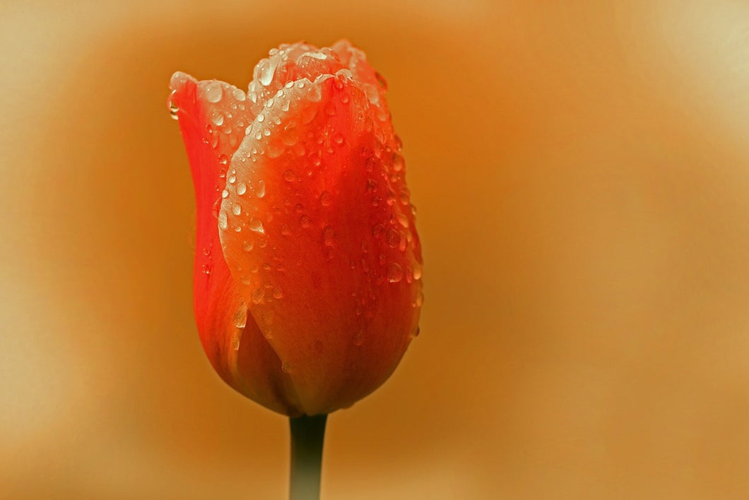 Fototapete Eine Tulpe im Morgentau