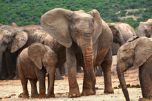 Lade das Bild in den Galerie-Viewer, Fototapete Elefantenherde in Afrika
