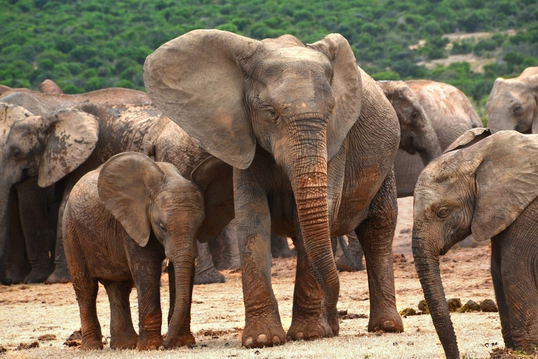 Fototapete Elefantenherde in Afrika