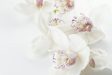 Lade das Bild in den Galerie-Viewer, Fototapete Fantastische Orchideen
