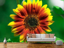 Lade das Bild in den Galerie-Viewer, Fototapete Farbenprächtige Sonnenblume
