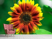 Lade das Bild in den Galerie-Viewer, Fototapete Farbenprächtige Sonnenblume
