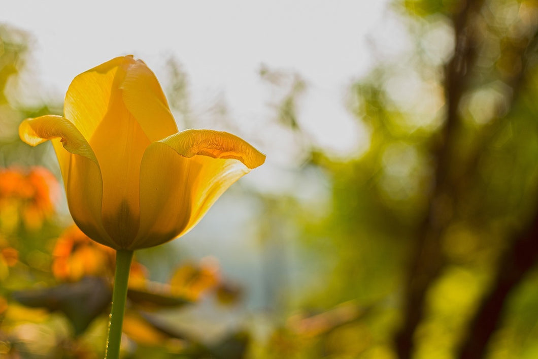 Fototapete Gelbe Tulpe in der Natur