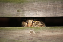 Lade das Bild in den Galerie-Viewer, Fototapete Katze im Versteck

