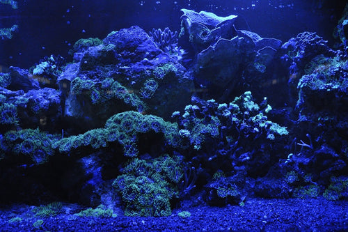 Fototapete Korallenriff in blau