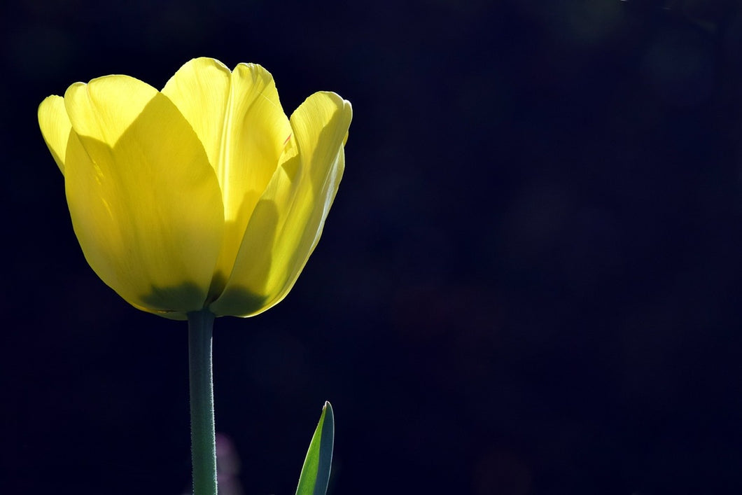 Fototapete Leuchtende Tulpe