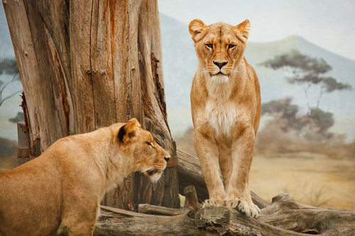 Fototapete Löwen in Afrika