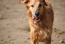 Lade das Bild in den Galerie-Viewer, Fototapete Nasser Hund
