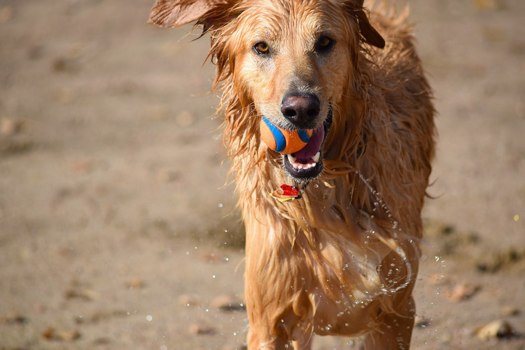 Fototapete Nasser Hund