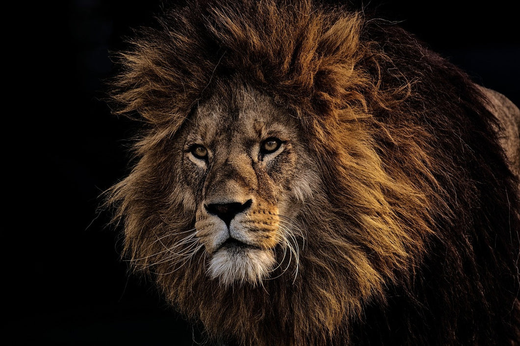 Fototapete Portrait eines Löwen 