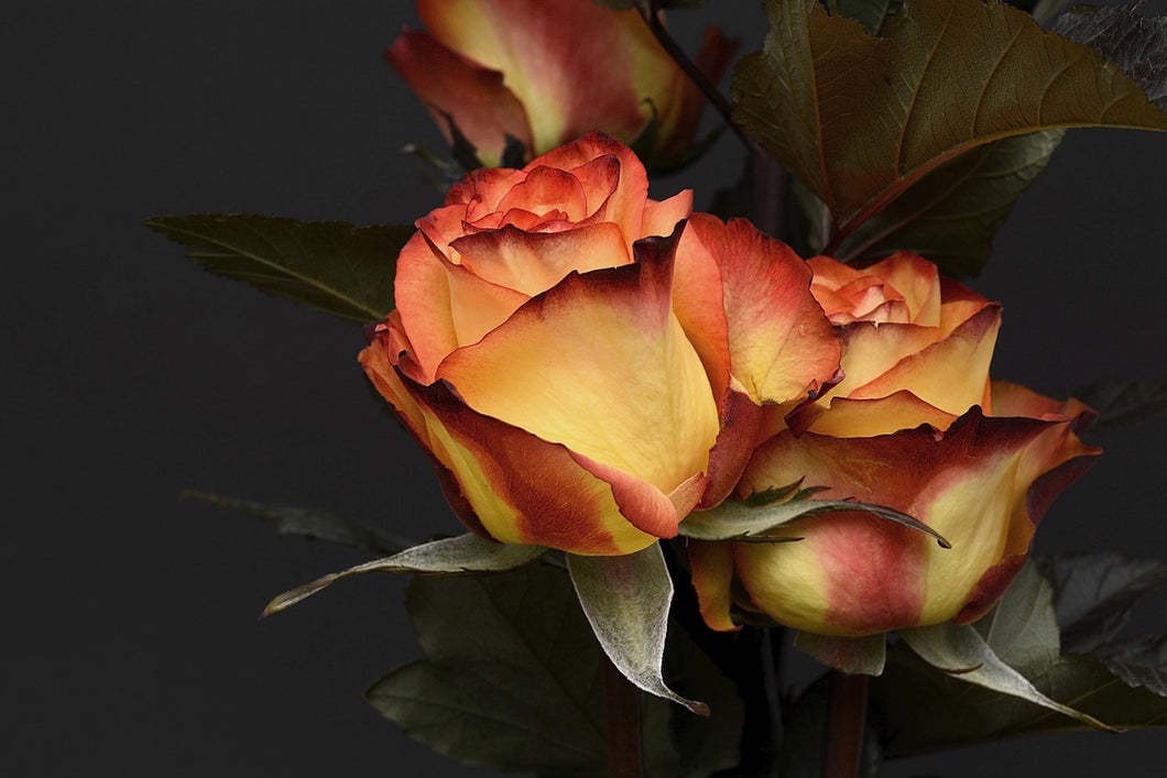 Fototapete Rosen der Romantik