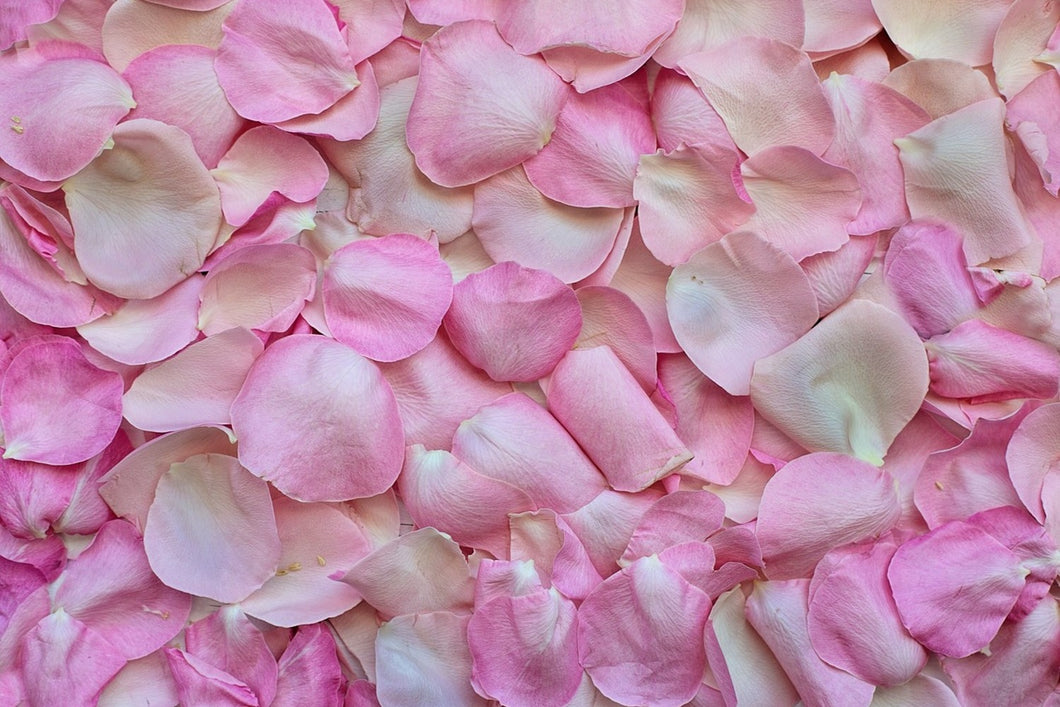 Fototapete Rosenblüten in rosa