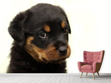 Lade das Bild in den Galerie-Viewer, Fototapete Rottweiler Welpe zum Verlieben
