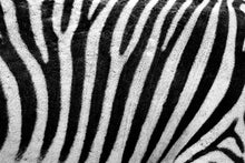 Lade das Bild in den Galerie-Viewer, Fototapete Streifen vom Zebra
