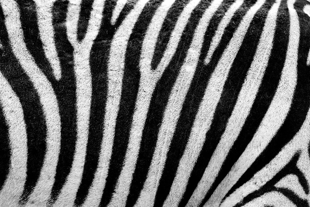 Fototapete Streifen vom Zebra