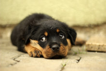 Lade das Bild in den Galerie-Viewer, Fototapete Süsse Rottweiler Welpe
