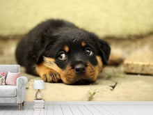 Lade das Bild in den Galerie-Viewer, Fototapete Süsse Rottweiler Welpe
