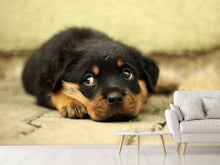 Lade das Bild in den Galerie-Viewer, Fototapete Süsse Rottweiler Welpe
