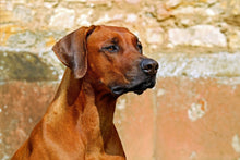 Lade das Bild in den Galerie-Viewer, Fototapete Wachsamer Rhodesian Ridgeback
