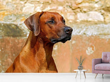 Lade das Bild in den Galerie-Viewer, Fototapete Wachsamer Rhodesian Ridgeback
