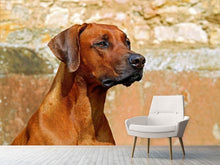 Lade das Bild in den Galerie-Viewer, Fototapete Wachsamer Rhodesian Ridgeback
