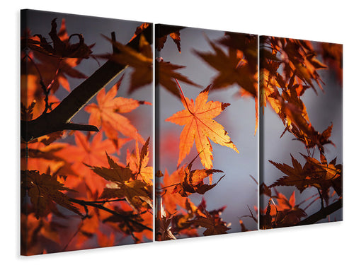 Leinwandbild 3-teilig Ahorn Blätter im Herbst