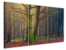 Lade das Bild in den Galerie-Viewer, Leinwandbild 3-teilig Alleine im Wald
